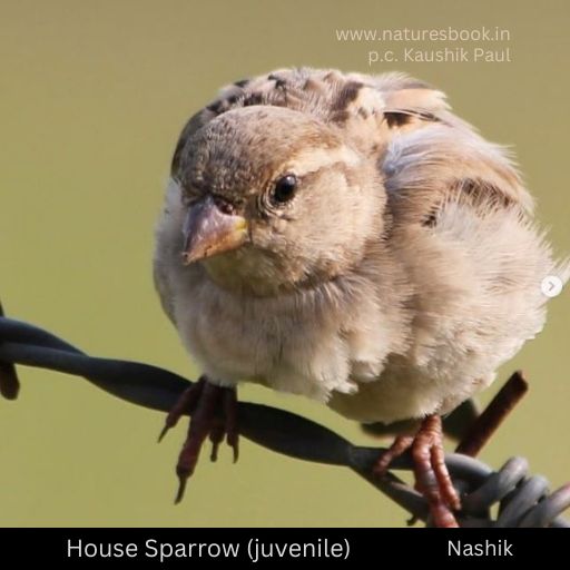 House Sparrow Juvenile