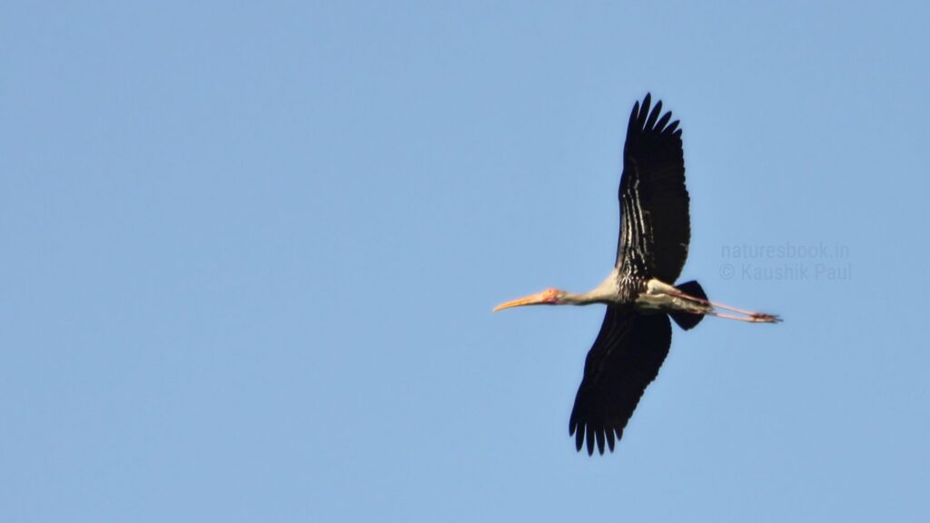 Painted Stork Flying