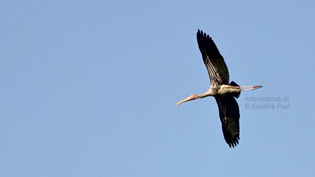 Painted Stork flying