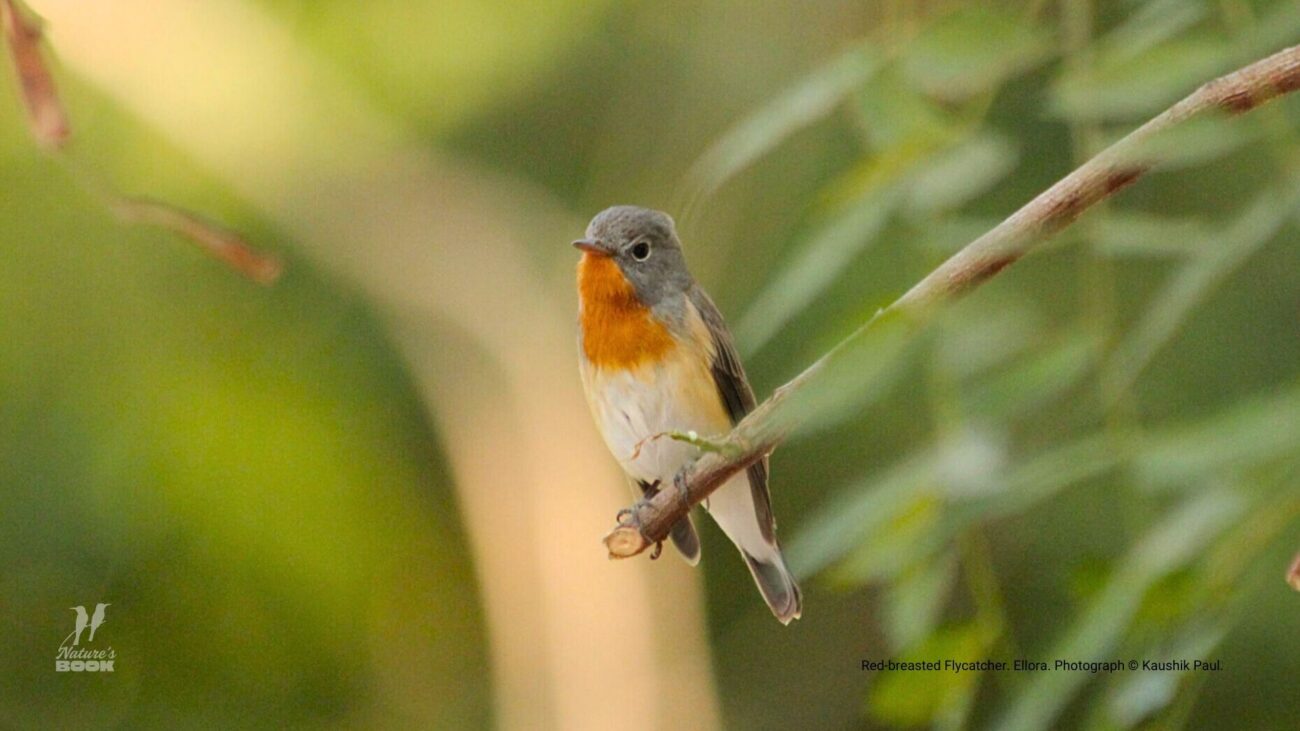 Red-breasted Flycatcher Ellora