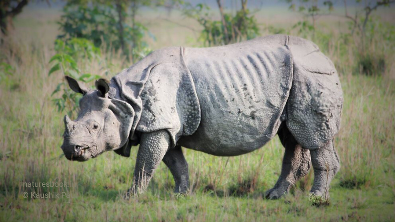 One-horned Rhino Pobitora WLS