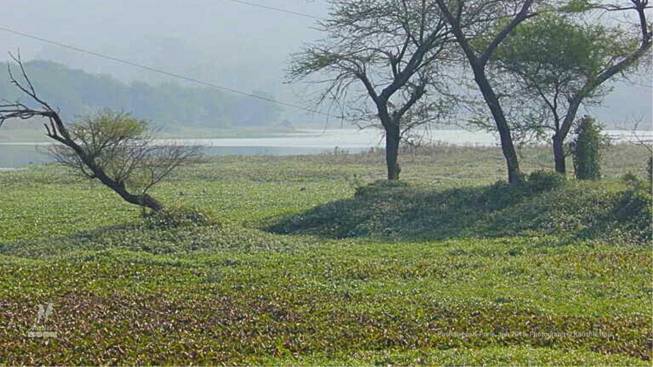 pashan lake pune