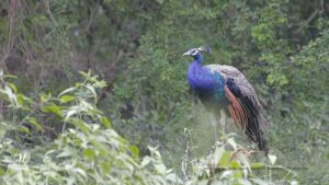 Indian Peafowl - National Bird of India