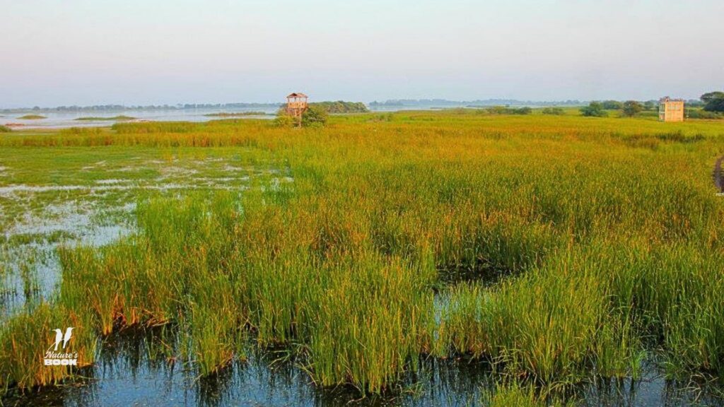 Nandur Madhyameshwar. Vast wetlands.