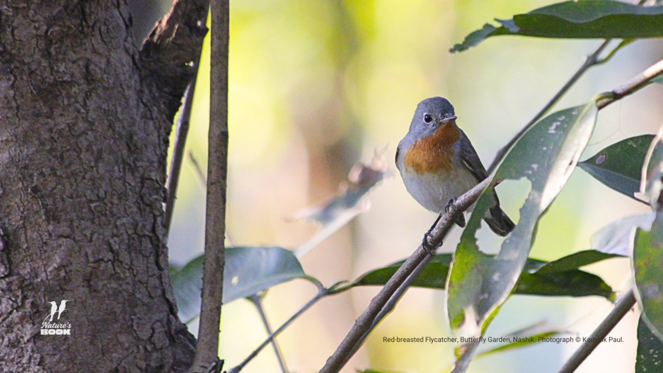 Red-breasted Flycatcher