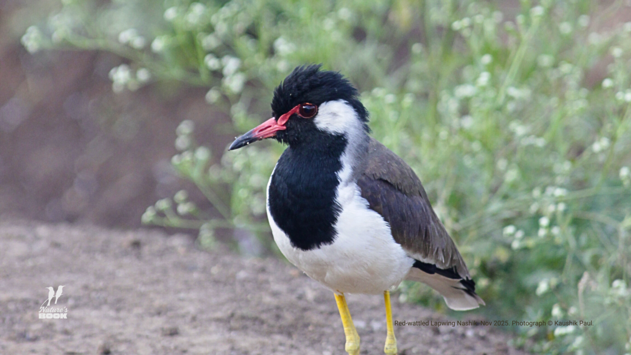 Red-wattled Lapwing Nashik Nov 2025