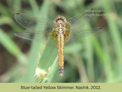 Blue-tailed Yellow Skimmer