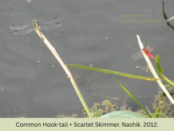 Common Hook-tail + Scarlet Skimmer