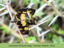 Common Picture-wing - Female