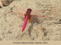 Crimson Marsh Glider Crimson Marsh Glider