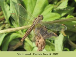 Ditch Jewel - Female