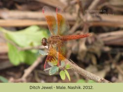 Ditch Jewel - Male