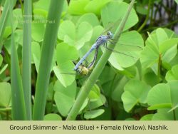 Ground Skimmer Ground Skimmer pair