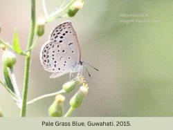 Pale Grass Blue