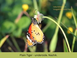 Plain Tiger - underside