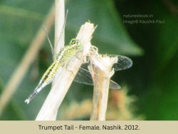 Trumpet Tail - Female
