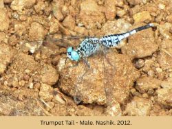 Trumpet Tail - Male