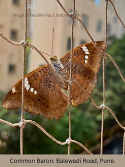 Common Baron Common Baron Pune