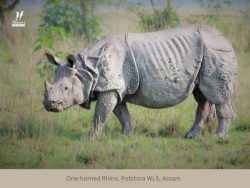 One-horned Rhino One-horned Rhino Pobitora Wildlife sanctuary