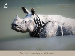 One-horned Rhino One-horned Rhino Pobitora Wildlife sanctuary