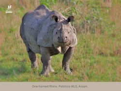 One-horned Rhino One-horned Rhino Pobitora Wildlife sanctuary