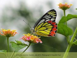 Common Jezebel Common Jezebel