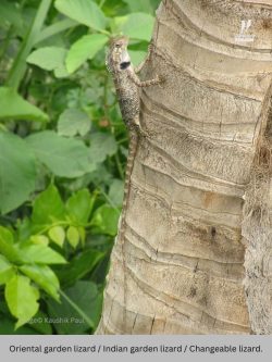 Oriental garden lizard / Changeable lizard Oriental garden lizard or changeable lizard