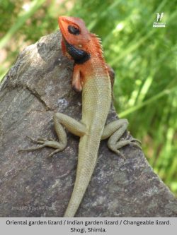Oriental garden lizard / Changeable lizard Oriental garden lizard / Changeable lizard