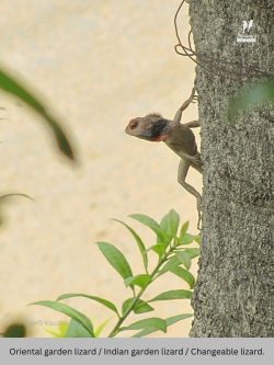 Indian garden lizard / Changeable lizard. Oriental garden lizard / Indian garden lizard / Changeable lizard.