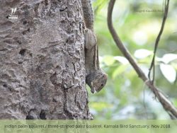 Indian palm squirrel or three-striped palm squirrel Indian palm squirrel or three-striped palm squirrel