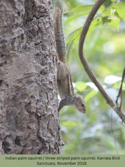 Indian palm squirrel (three-striped palm squirrel) Indian palm squirrel (three-striped palm squirrel)