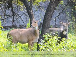 Nilgai Nilgai Rajiv Gandhi Zoological Park Pune