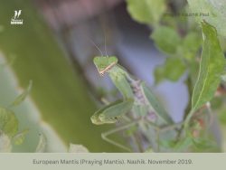 European Mantis (Praying Mantis) European Mantis or Praying Mantis