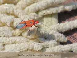 Red Cotton Stainer Red Cotton Stainer