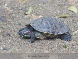 Red-eared slider turtle Red-eared slider turtle