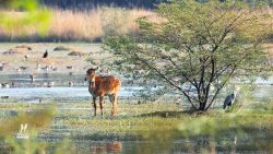 Sultanpur N.P. Wetlands Sultanpur N.P. Wetlands