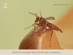 Yellow Oriental Paper Wasp Yellow Oriental Paper Wasp