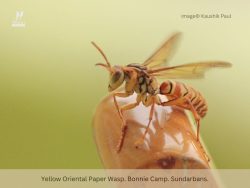 Yellow Oriental Paper Wasp Yellow Oriental Paper Wasp