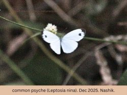 Common Psyche - Leptosia nina common psyche butterfly - Leptosia nina