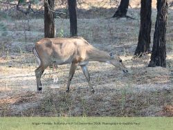 Nilgai - female Nilgai female Sultanpur NP