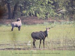 Nilgai - male Nilgai male Sultanpur NP
